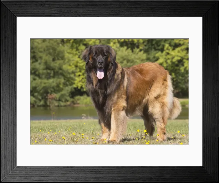 Framed Print : 13131843. Leonberger dog outdoors Date Framed Print : 13131843. Leonberger dog outdoors Date