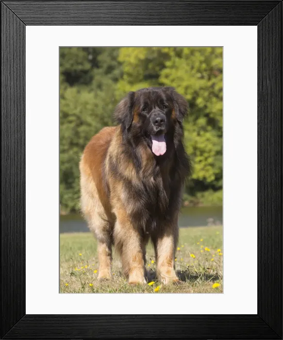 Framed Print : 13131845. Leonberger dog outdoors Date Framed Print : 13131845. Leonberger dog outdoors Date