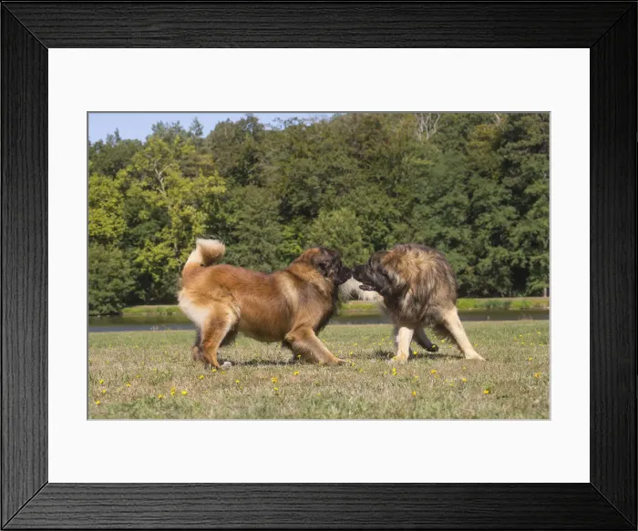 Framed Print : 13131846. Leonberger dog outdoors Date Framed Print : 13131846. Leonberger dog outdoors Date