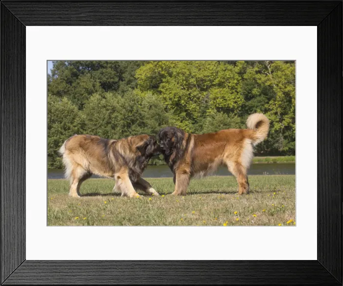 Framed Print : 13131847. Leonberger dog outdoors Date Framed Print : 13131847. Leonberger dog outdoors Date