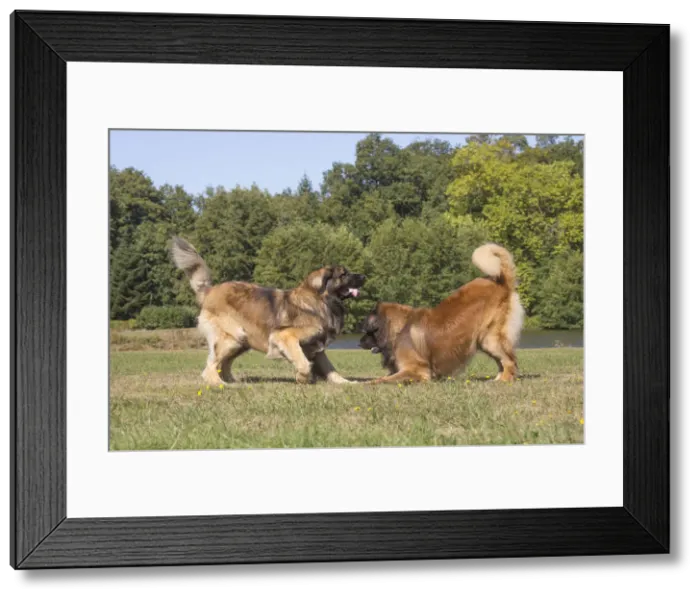 Framed Print : 13131848. Leonberger dog outdoors Date Framed Print : 13131848. Leonberger dog outdoors Date