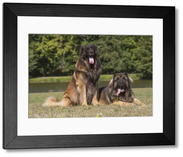 Framed Print : 13131849. Leonberger dog outdoors Date Framed Print : 13131849. Leonberger dog outdoors Date