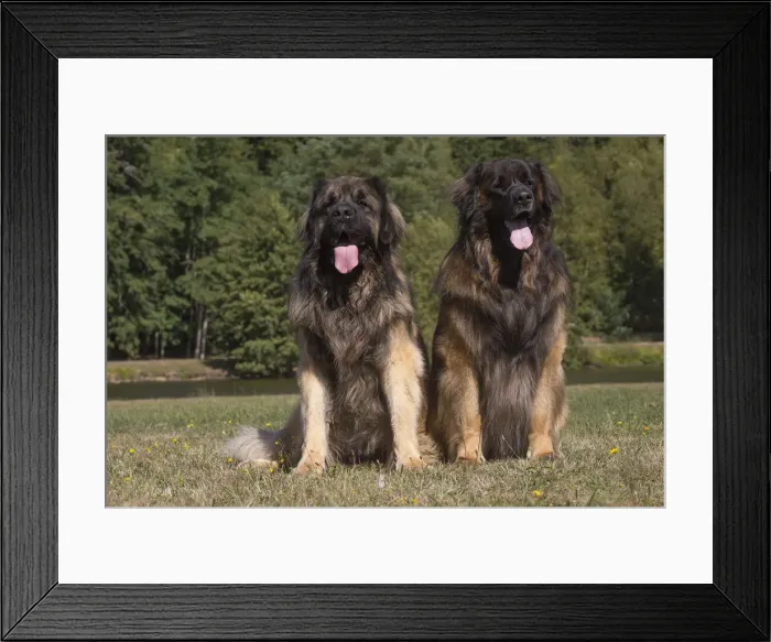 Framed Print : 13131850. Leonberger dog outdoors Date Framed Print : 13131850. Leonberger dog outdoors Date