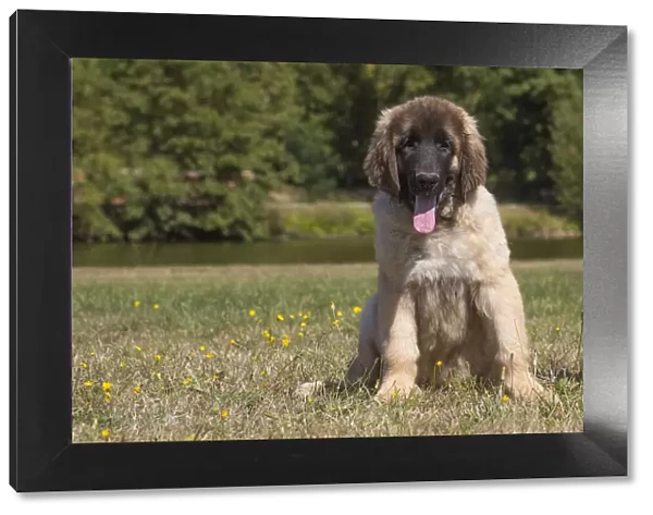 13131852. Leonberger puppy outdoors Date