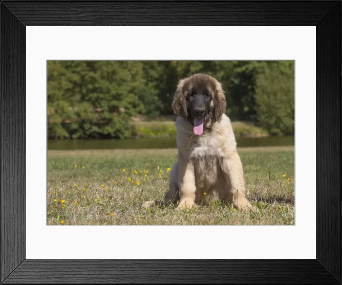 Framed Print : 13131852. Leonberger puppy outdoors Date Framed Print : 13131852. Leonberger puppy outdoors Date