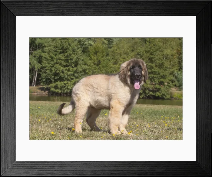 Framed Print : 13131853. Leonberger puppy outdoors Date Framed Print : 13131853. Leonberger puppy outdoors Date