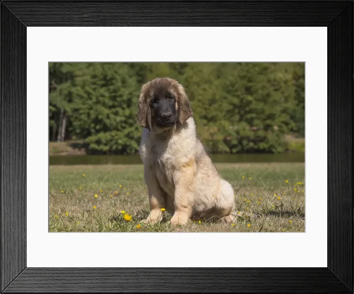 Framed Print : 13131851. Leonberger puppy outdoors Date Framed Print : 13131851. Leonberger puppy outdoors Date