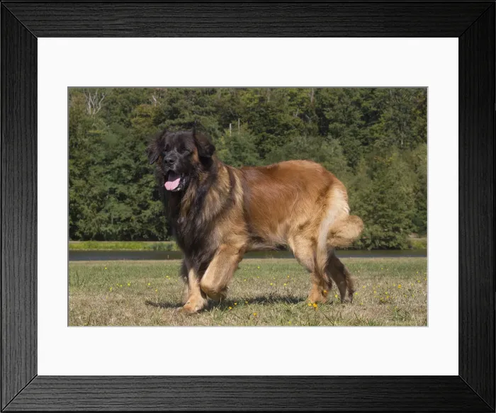 Framed Print : 13131854. Leonberger dog outdoors Date Framed Print : 13131854. Leonberger dog outdoors Date