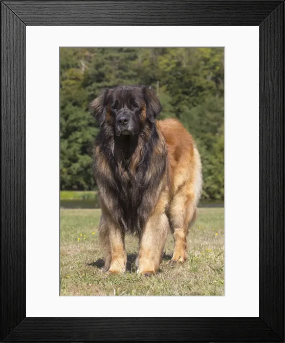 Framed Print : 13131855. Leonberger dog outdoors Date Framed Print : 13131855. Leonberger dog outdoors Date