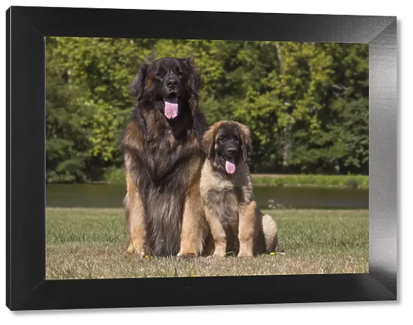 13131856. Leonberger dog outdoors Date