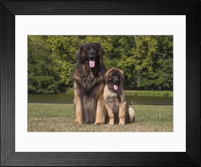 Framed Print : 13131856. Leonberger dog outdoors Date Framed Print : 13131856. Leonberger dog outdoors Date