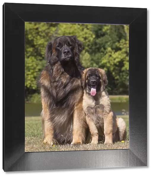 13131857. Leonberger dog outdoors Date
