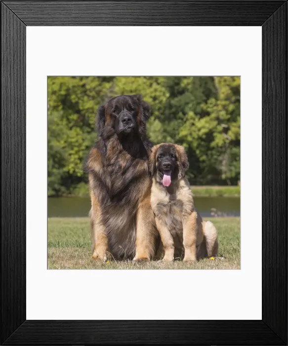 Framed Print : 13131857. Leonberger dog outdoors Date Framed Print : 13131857. Leonberger dog outdoors Date