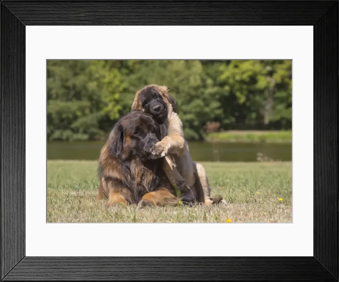 Framed Print : 13131858. Leonberger dog outdoors Date Framed Print : 13131858. Leonberger dog outdoors Date