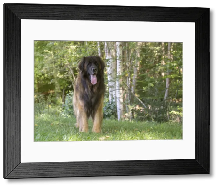 Framed Print : 13131859. Leonberger dog outdoors Date Framed Print : 13131859. Leonberger dog outdoors Date