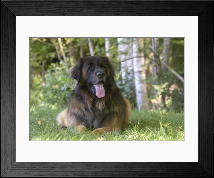 Framed Print : 13131860. Leonberger dog outdoors Date Framed Print : 13131860. Leonberger dog outdoors Date