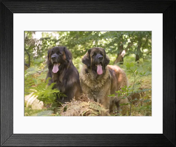 Framed Print : 13131861. Leonberger dog outdoors Date Framed Print : 13131861. Leonberger dog outdoors Date