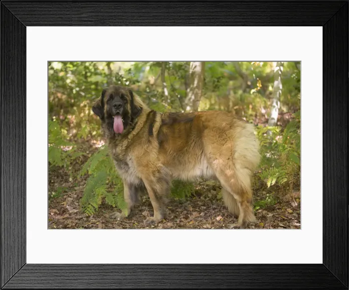 Framed Print : 13131863. Leonberger dog outdoors Date Framed Print : 13131863. Leonberger dog outdoors Date