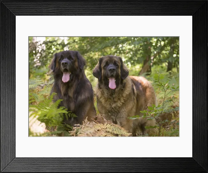 Framed Print : 13131862. Leonberger dog outdoors Date Framed Print : 13131862. Leonberger dog outdoors Date