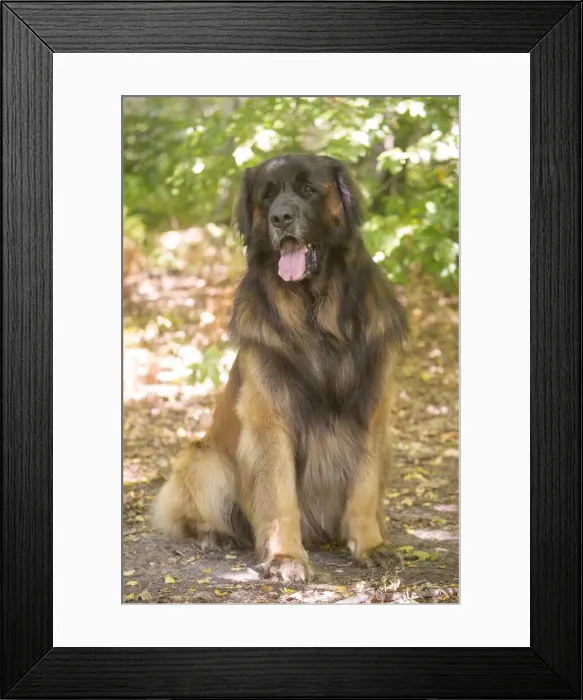 Framed Print : Leonberger dog outdoors Framed Print : Leonberger dog outdoors