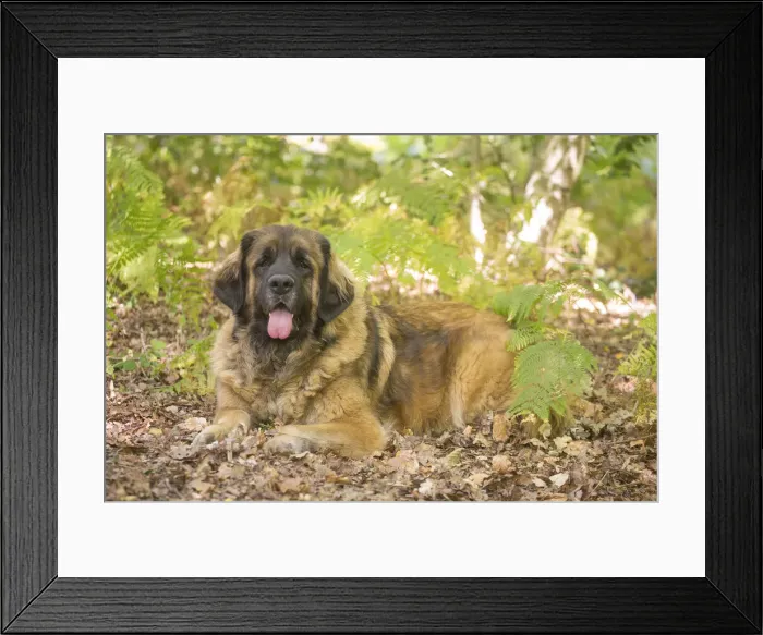 Framed Print : 13131864. Leonberger dog outdoors Date Framed Print : 13131864. Leonberger dog outdoors Date