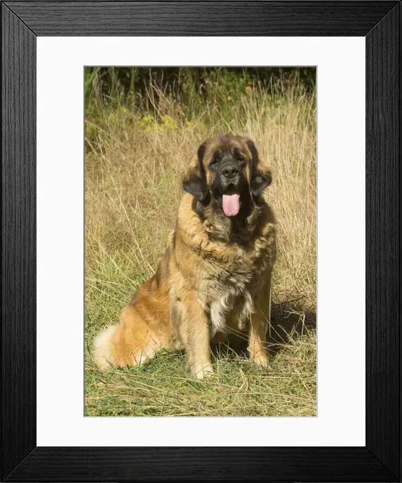 Framed Print : 13131867. Leonberger dog outdoors Date Framed Print : 13131867. Leonberger dog outdoors Date