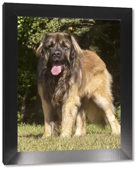 13131868. Leonberger dog outdoors Date