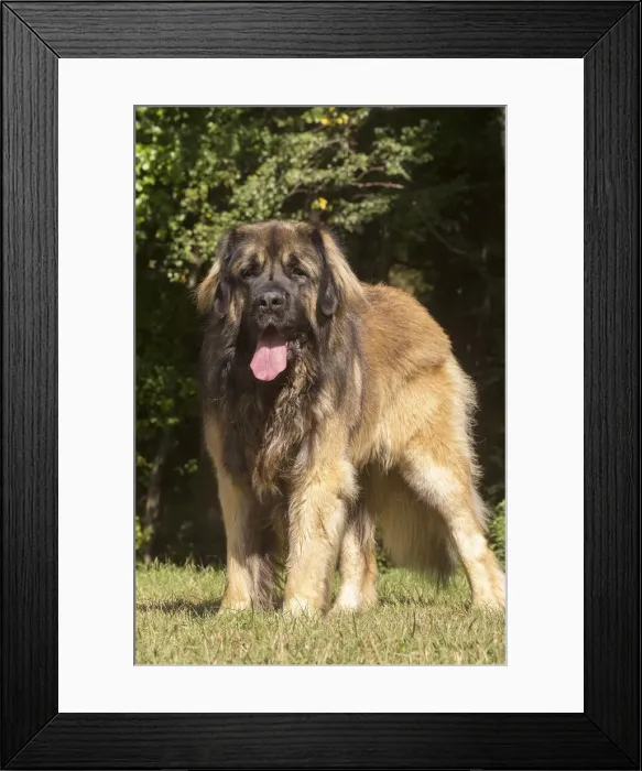 Framed Print : 13131868. Leonberger dog outdoors Date
