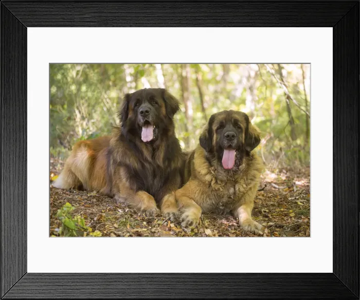Framed Print : 13131866. Leonberger dog outdoors Date Framed Print : 13131866. Leonberger dog outdoors Date