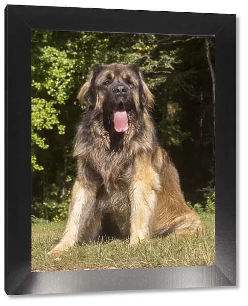 13131869. Leonberger dog outdoors Date