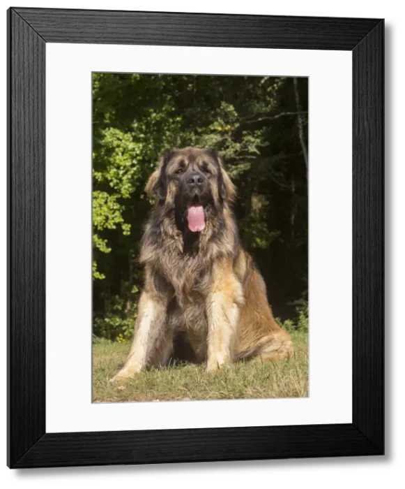 Framed Print : 13131869. Leonberger dog outdoors Date Framed Print : 13131869. Leonberger dog outdoors Date