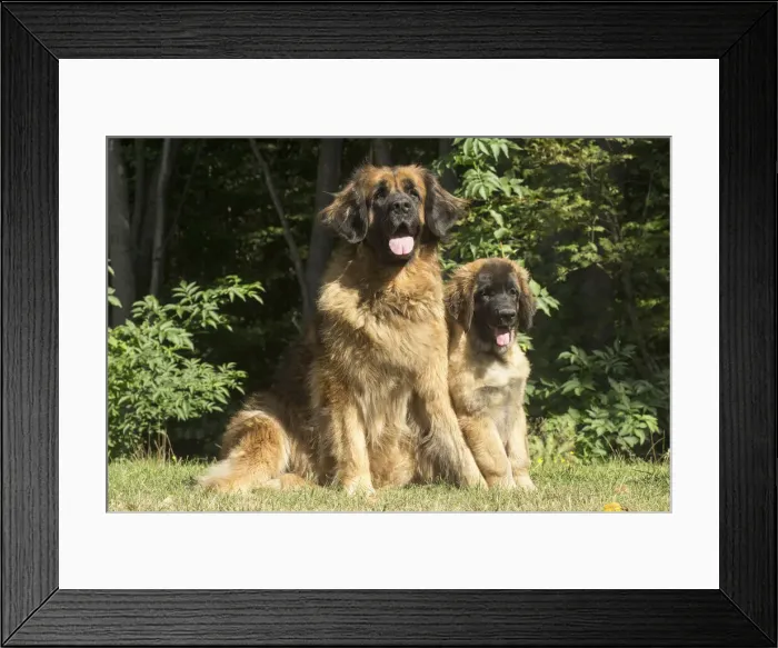 Framed Print : 13131870. Leonberger dog outdoors Date Framed Print : 13131870. Leonberger dog outdoors Date