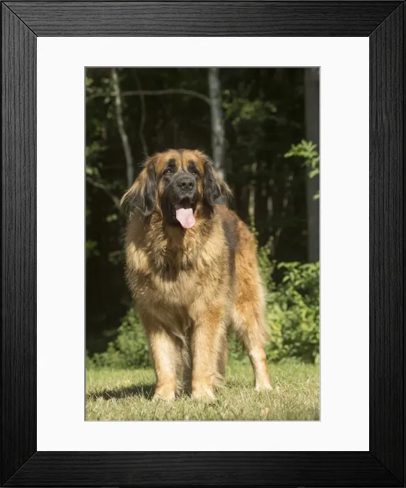 Framed Print : 13131871. Leonberger dog outdoors Date Framed Print : 13131871. Leonberger dog outdoors Date