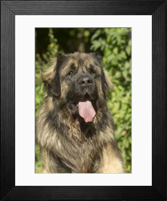 Framed Print : 13131872. Leonberger dog outdoors Date Framed Print : 13131872. Leonberger dog outdoors Date