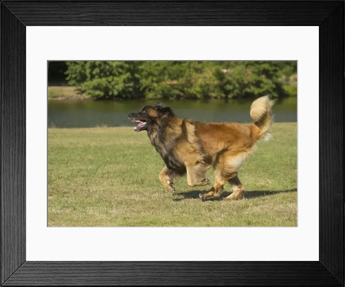 Framed Print : 13131873. Leonberger dog outdoors Date Framed Print : 13131873. Leonberger dog outdoors Date