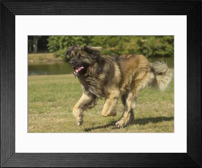 Framed Print : 13131875. Leonberger dog outdoors Date Framed Print : 13131875. Leonberger dog outdoors Date