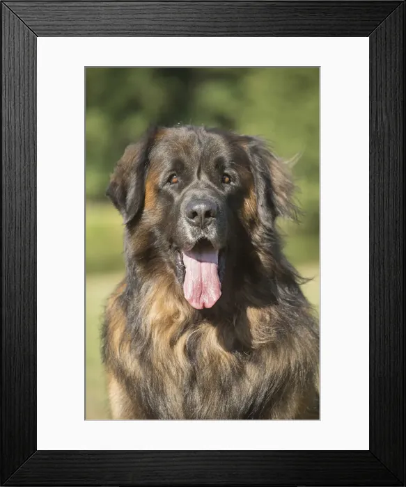 Framed Print : 13131874. Leonberger dog outdoors Date Framed Print : 13131874. Leonberger dog outdoors Date