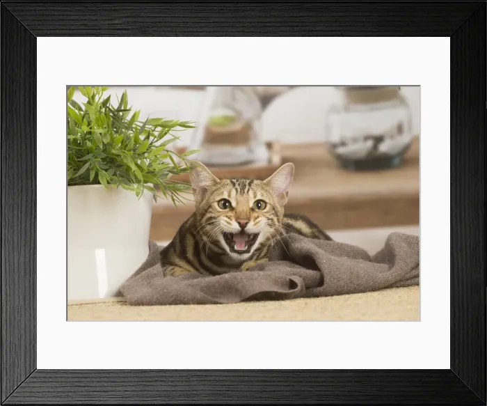 Framed Print : 13131876. Bengal cat indoors Date Framed Print : 13131876. Bengal cat indoors Date