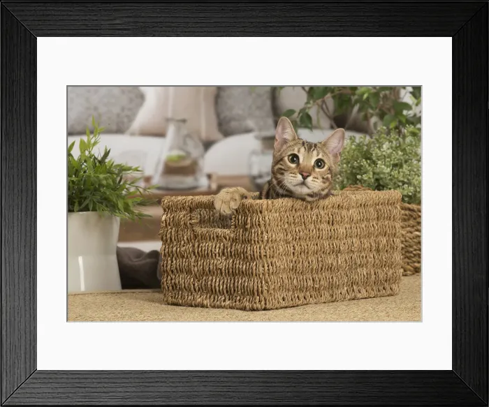 Framed Print : 13131877. Bengal cat indoors Date Framed Print : 13131877. Bengal cat indoors Date