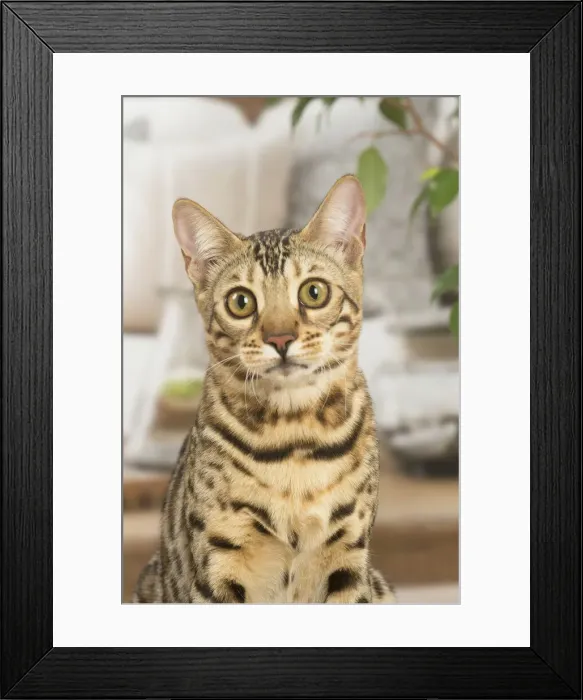 Framed Print : 13131880. Bengal cat indoors Date
