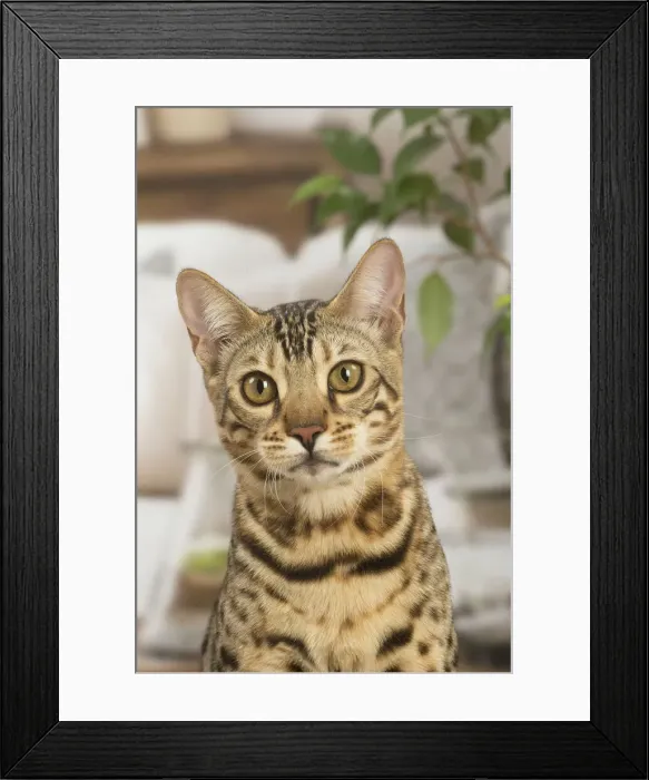 Framed Print : 13131881. Bengal cat indoors Date Framed Print : 13131881. Bengal cat indoors Date