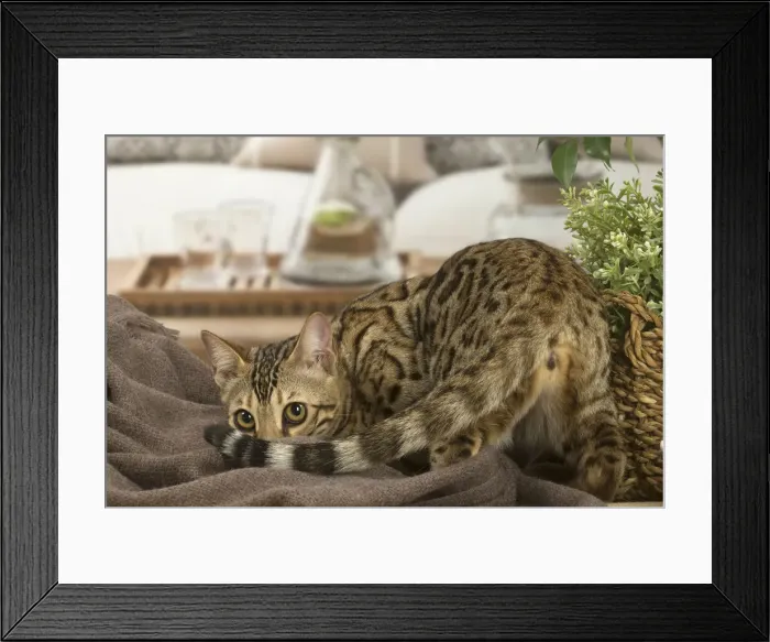 Framed Print : 13131882. Bengal cat indoors Date