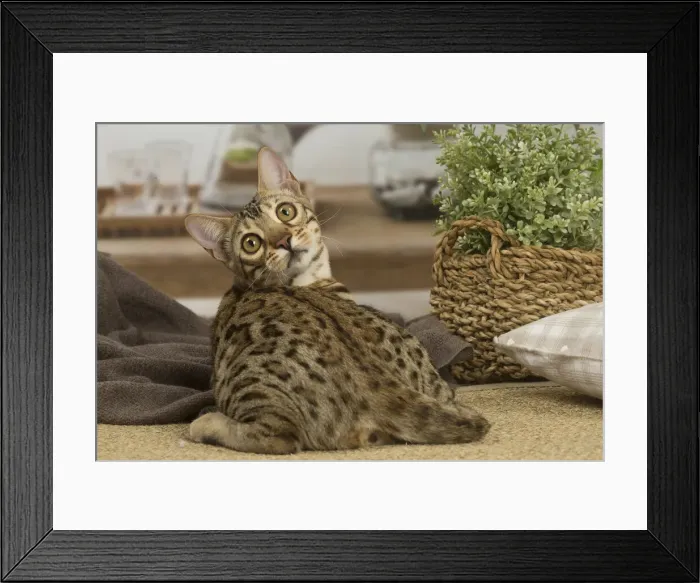 Framed Print : 13131883. Bengal cat indoors Date Framed Print : 13131883. Bengal cat indoors Date