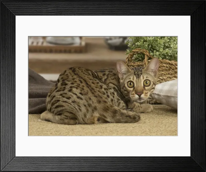 Framed Print : 13131884. Bengal cat indoors Date Framed Print : 13131884. Bengal cat indoors Date