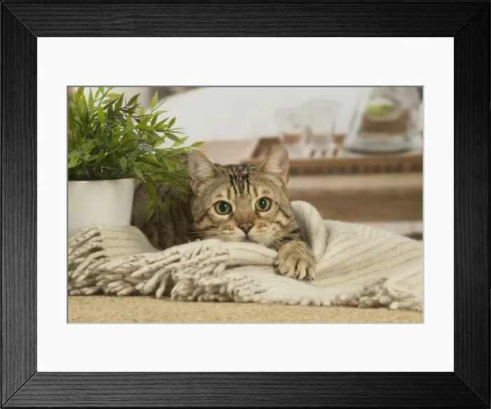 Framed Print : 13131885. Bengal cat indoors Date Framed Print : 13131885. Bengal cat indoors Date