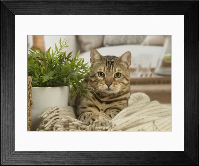 Framed Print : 13131886. Bengal cat indoors Date Framed Print : 13131886. Bengal cat indoors Date