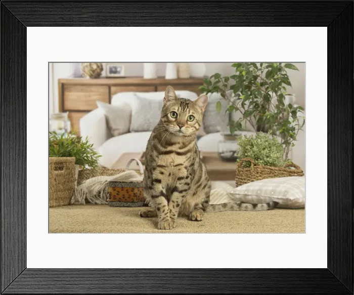 Framed Print : 13131887. Bengal cat indoors Date Framed Print : 13131887. Bengal cat indoors Date