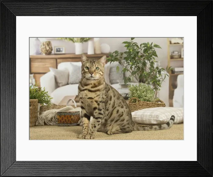 Framed Print : 13131888. Bengal cat indoors Date Framed Print : 13131888. Bengal cat indoors Date