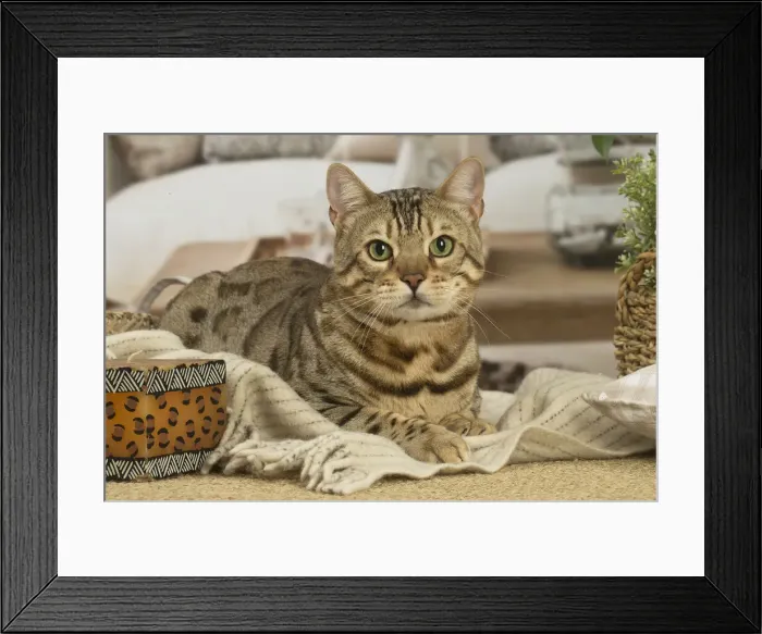 Framed Print : 13131889. Bengal cat indoors Date Framed Print : 13131889. Bengal cat indoors Date
