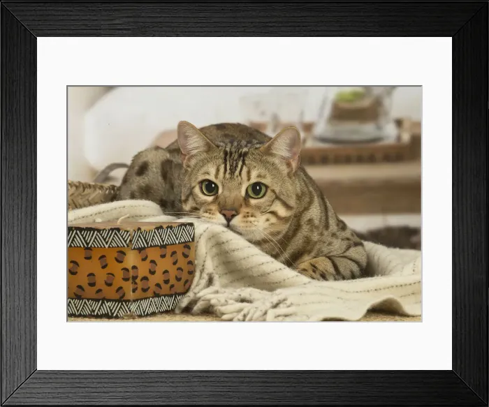 Framed Print : 13131890. Bengal cat indoors Date Framed Print : 13131890. Bengal cat indoors Date